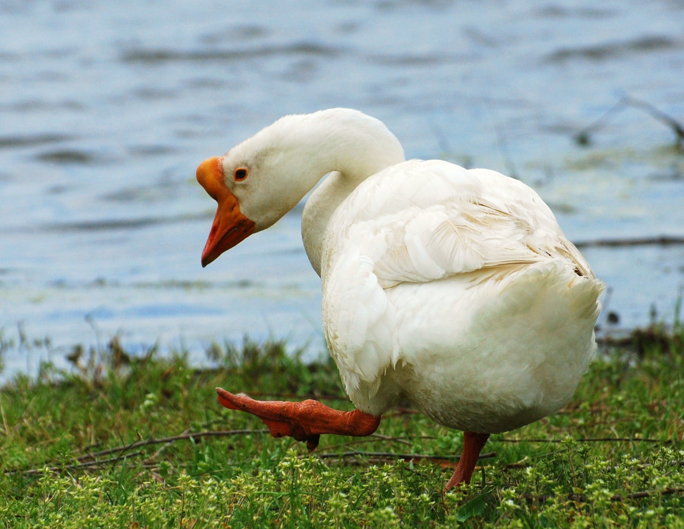 Domestic Farm Goose