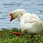 Domestic Farm Goose