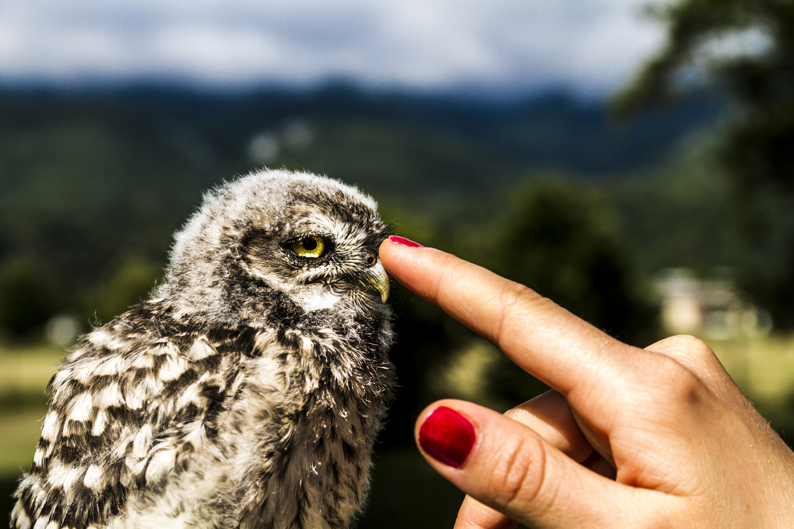 Domestic Owl