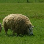 Domestic Sheep (1)