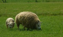 Domestic Sheep (1)