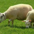 Domestic Sheep (2)