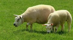 Domestic Sheep (2)