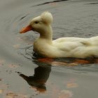 Domesticated Crested Duck (female)