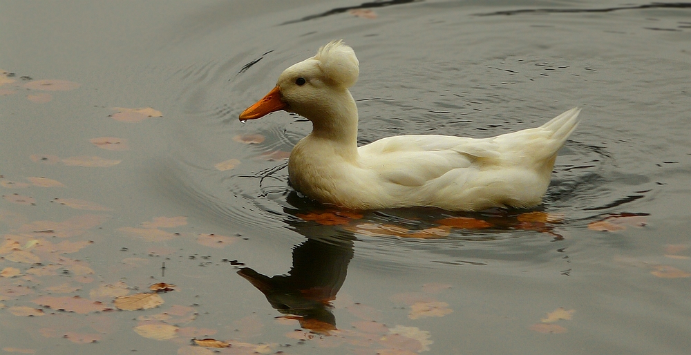 Domesticated Crested Duck (female)