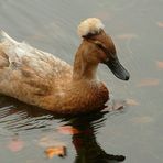 Domesticated Crested Duck (male)