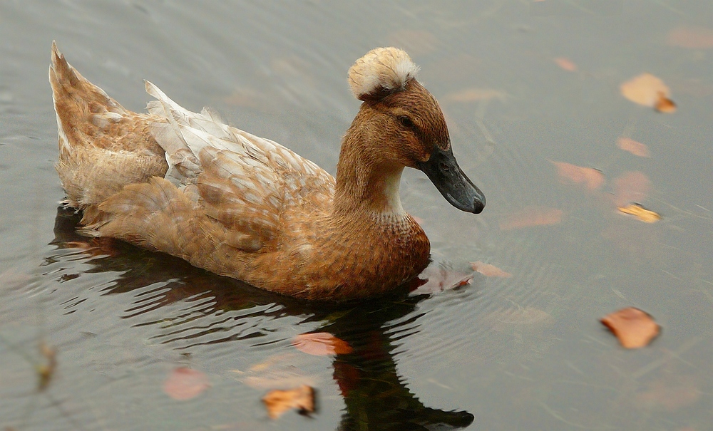 Domesticated Crested Duck (male)
