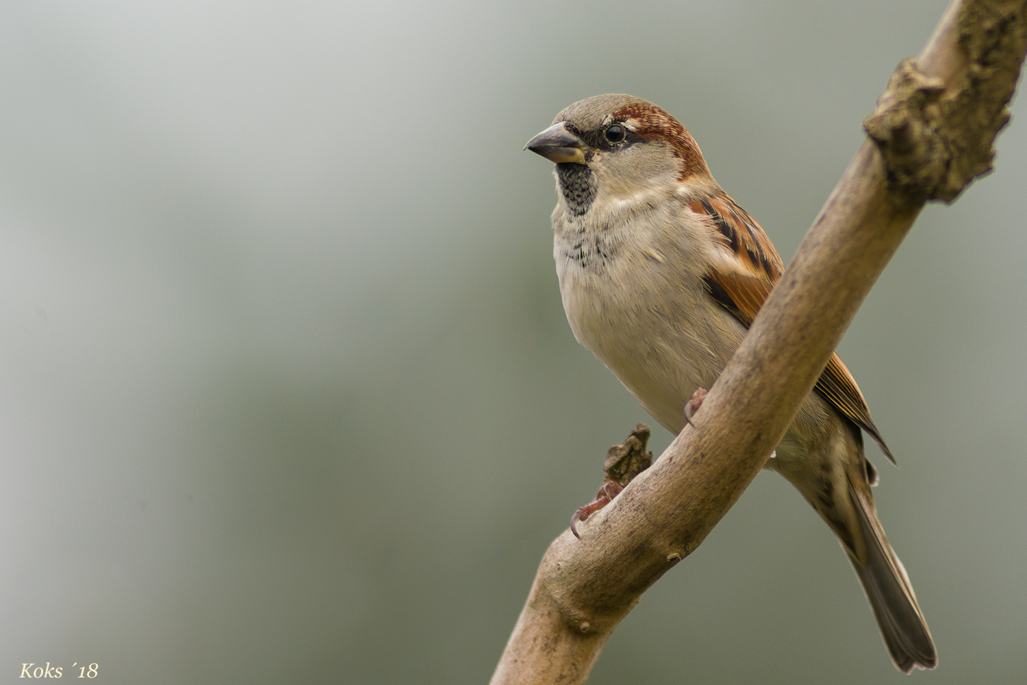 Domesticus Junior