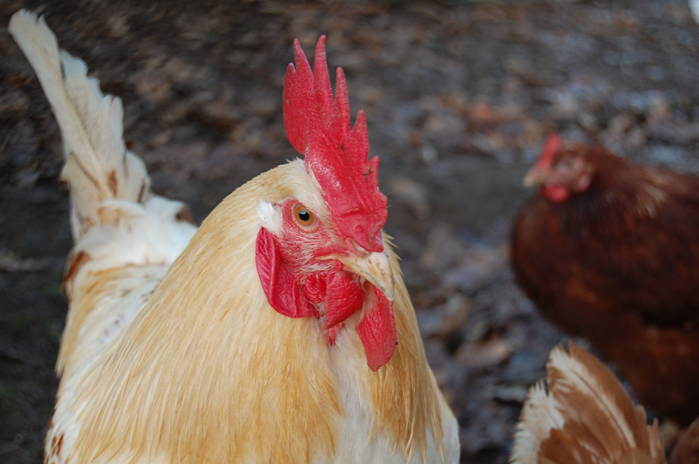 Domestique ? .... il pose !