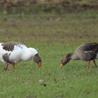 Domestizierte- plus Graugans / und das für ein Kropf