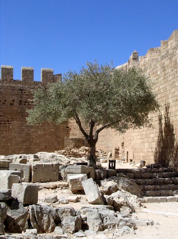 Dominant - Olivenbaum auf der Akropolis von Lindos