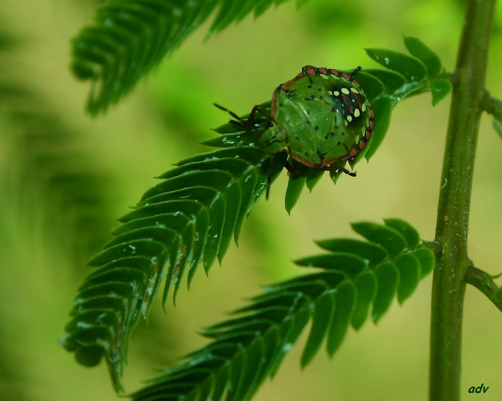 dominante verde