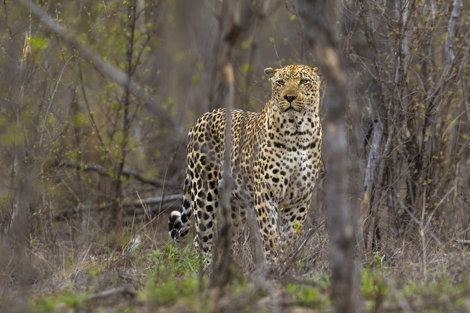 Dominanter Leopard