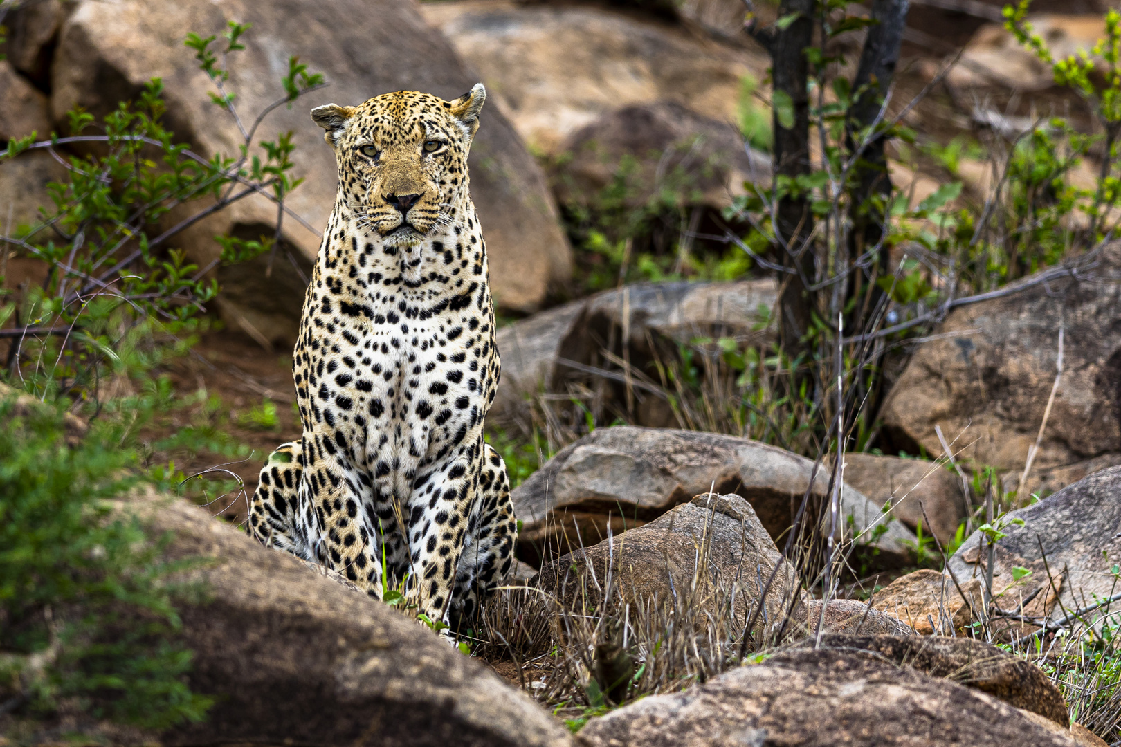 Dominanter männlicher Leopard