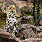 Dominanter männlicher Leopard