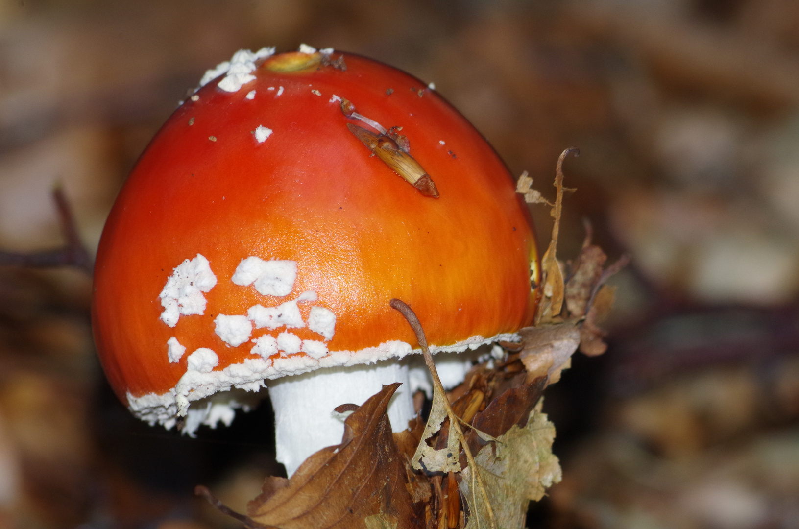 Dominanz am Waldboden