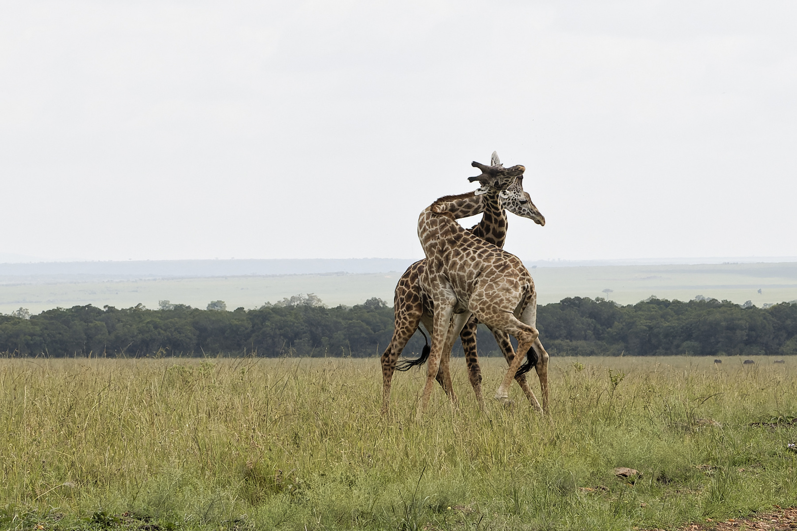 Dominazkampf der Giraffen