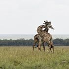 Dominazkampf der Giraffen