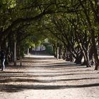 domingo en el parque