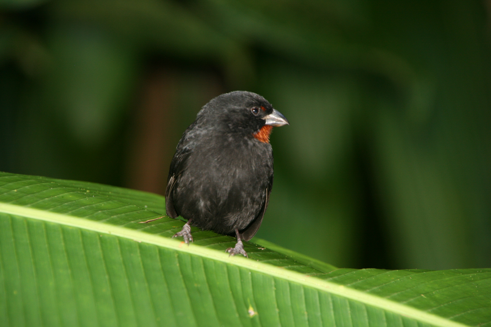 Dominica