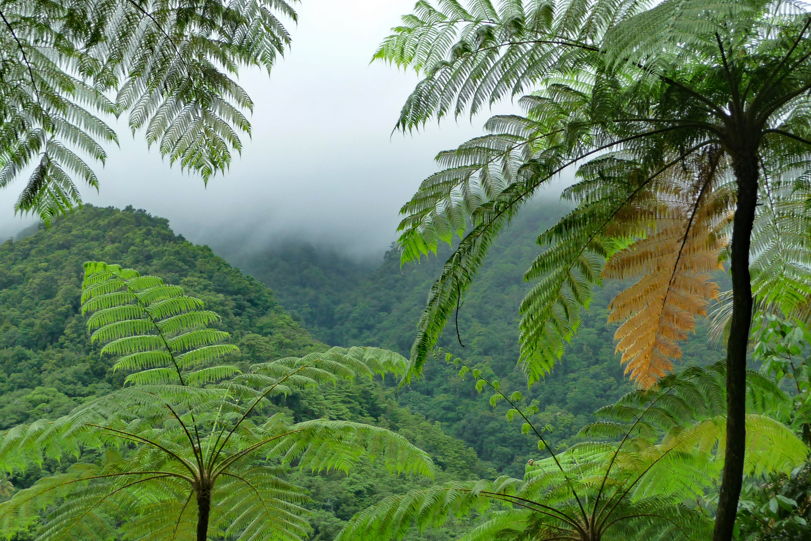 Dominica