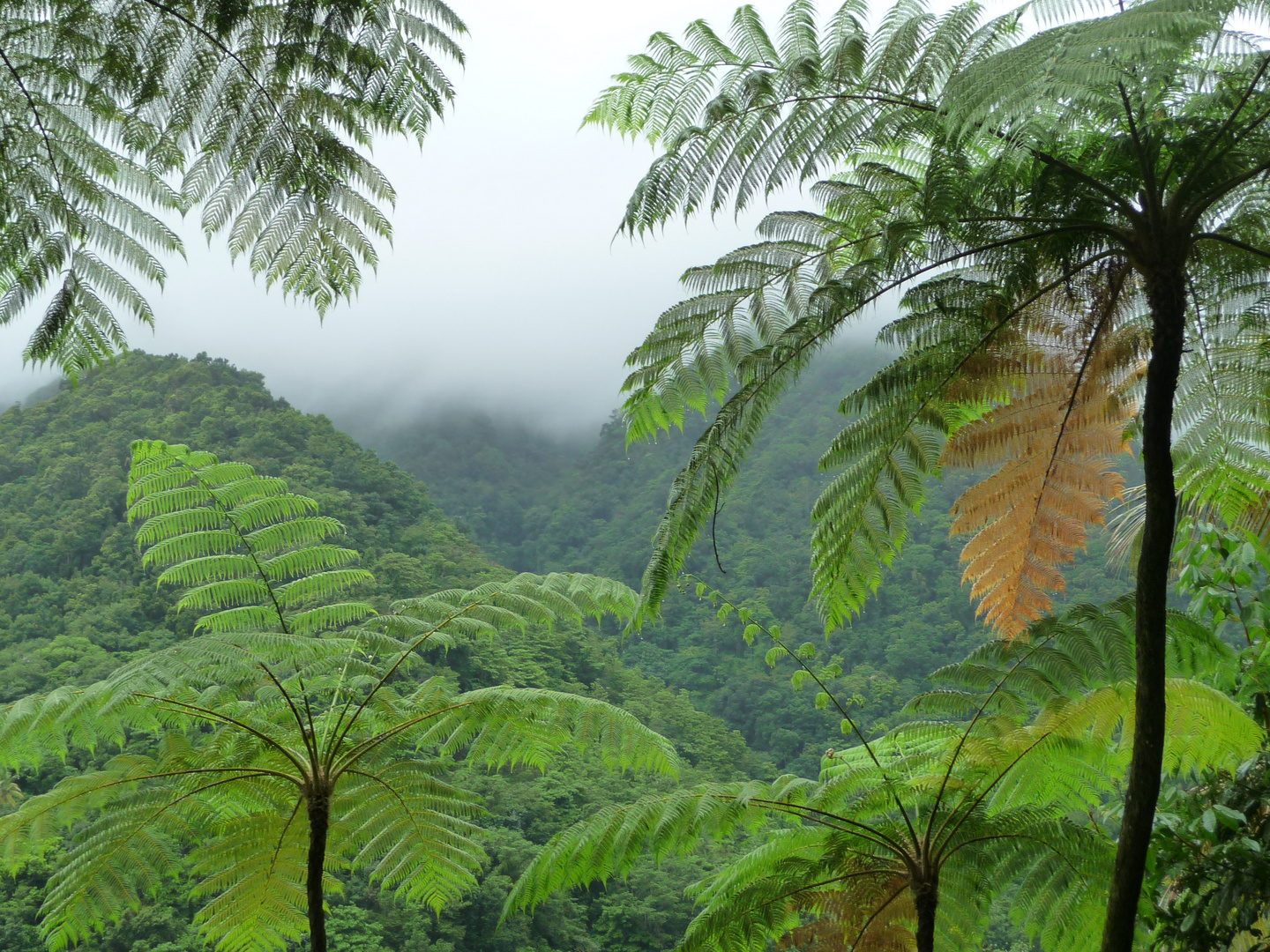 Dominica / Kleinen Antillen 