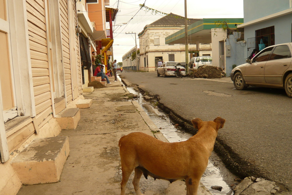 dominican dog - Dominikanische Republik