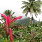 Dominican Rain forest