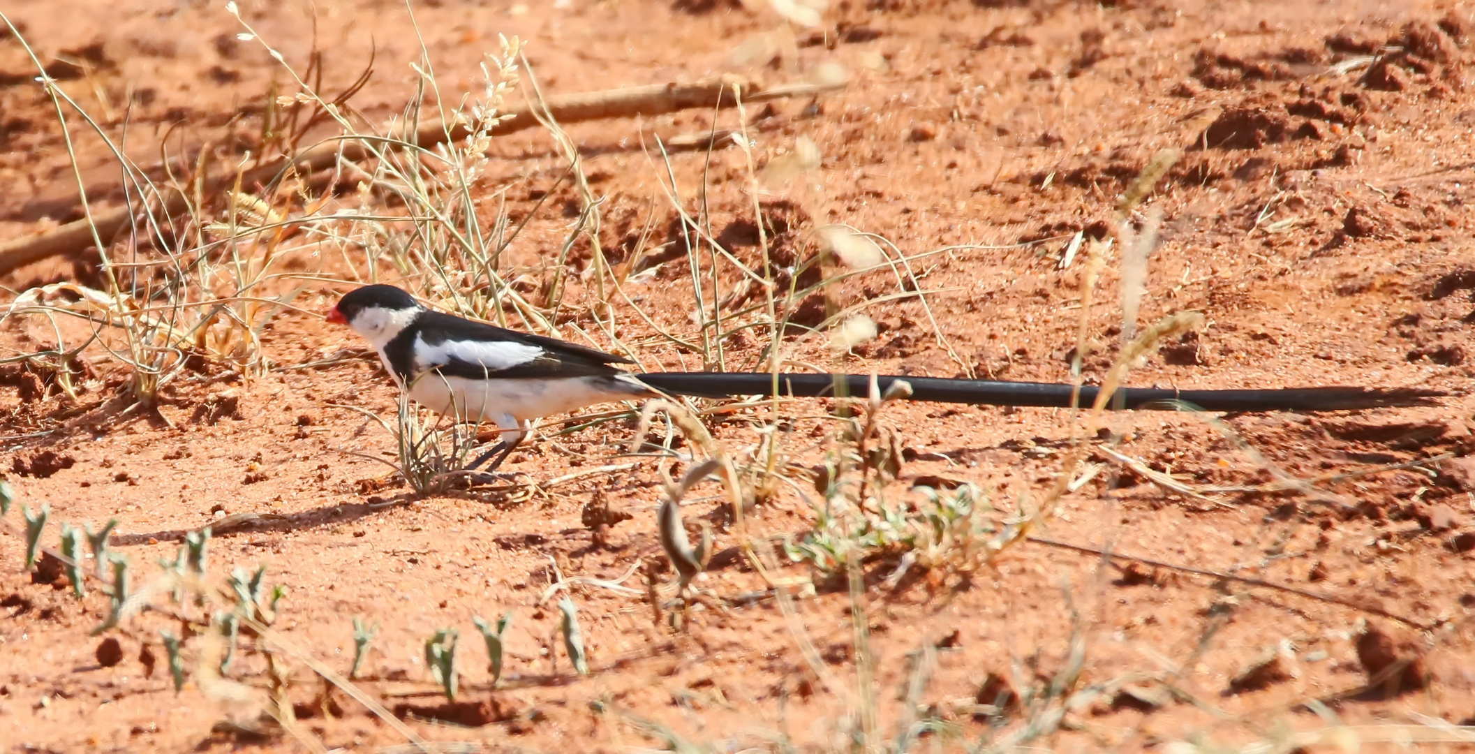 Dominikanerwitwe (Vidua macroura)