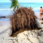 Dominikanische Republik - Durch den Sturm entwurzelte Palme