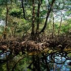 Dominikanische Republik - Nationalpark Los Haitises