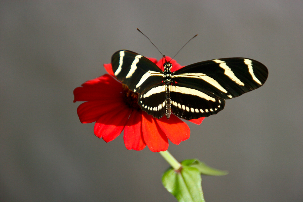 Dominikanische Republik - Schmetterling