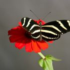 Dominikanische Republik - Schmetterling