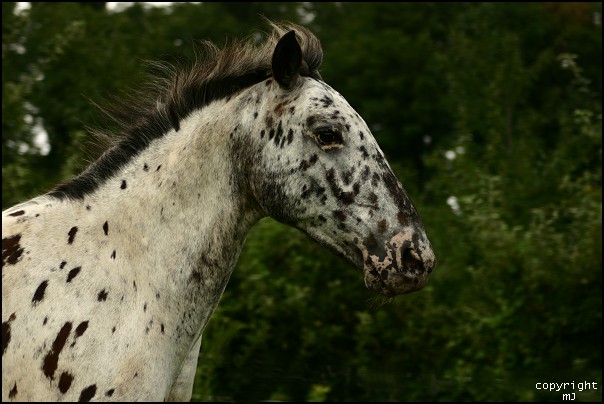 Domino im Galopp