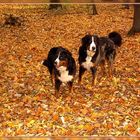 Domino und Ginja im Herbstlaub