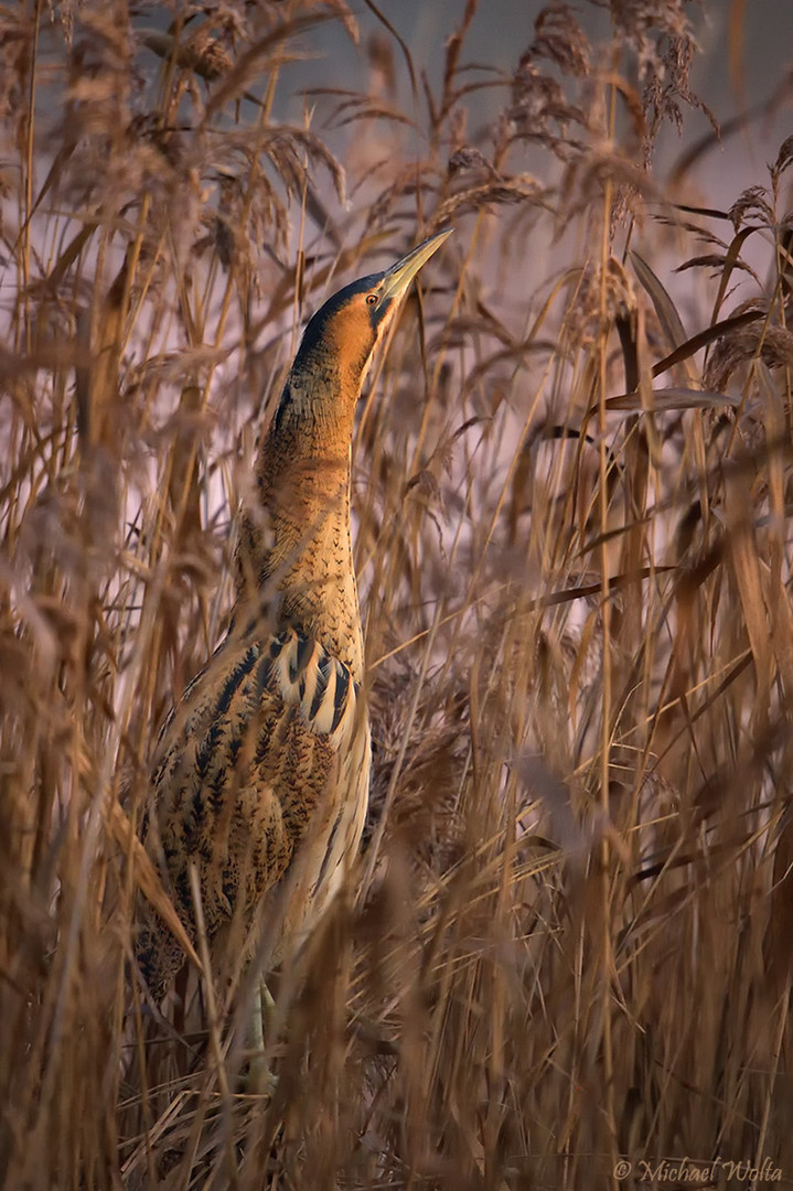 Dommel im Rohr