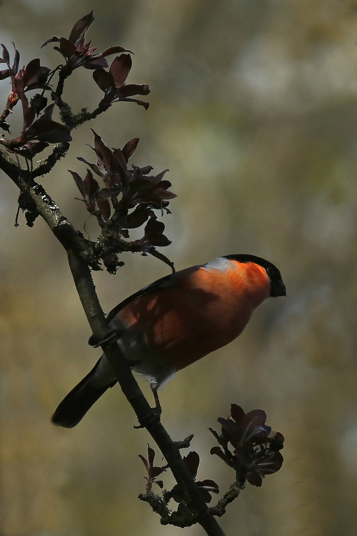 Dompfaff Foto Bild Fruhling Natur Vogel Bilder Auf Fotocommunity