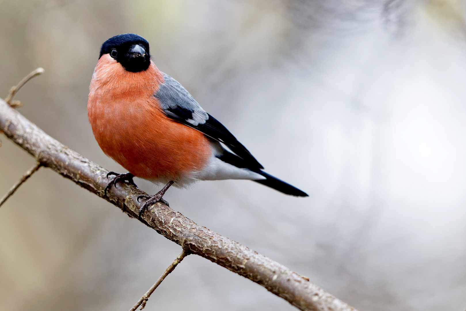 Dompfaff Foto Bild Singvogel Natur Tiere Bilder Auf Fotocommunity