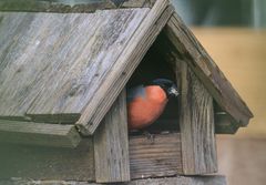 Dompfaff am Futtern