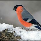 Dompfaff bei leichtem Schneefall