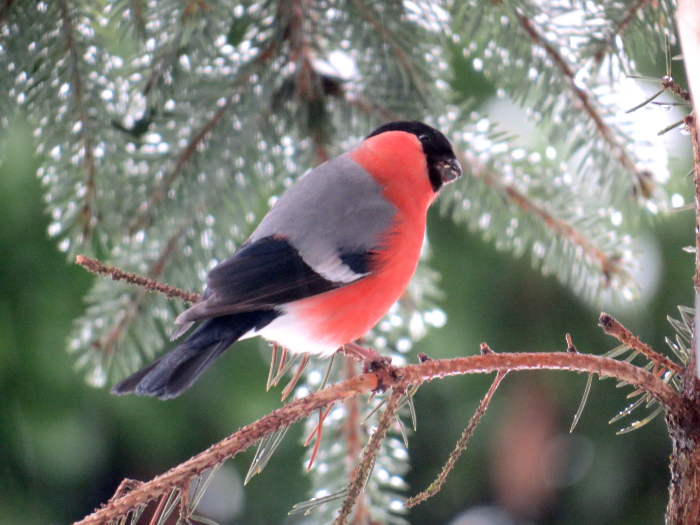 Dompfaff / Gimpel (Pyrrhula pyrrhula)