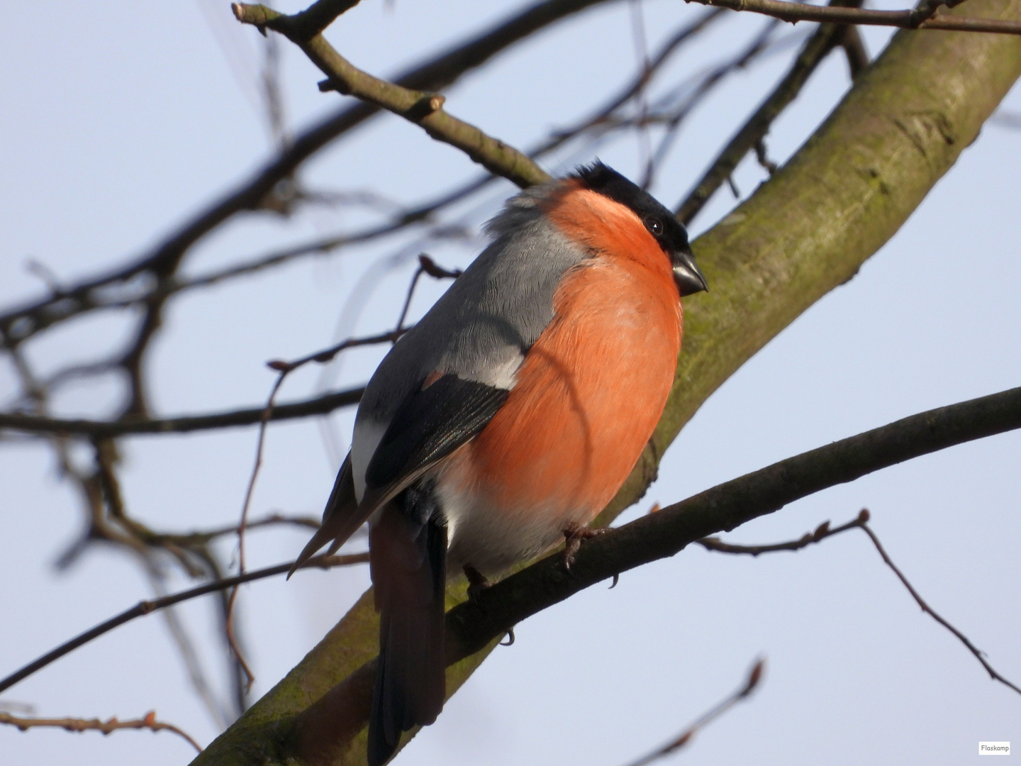 Dompfaff im Baum