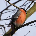 Dompfaff im Baum