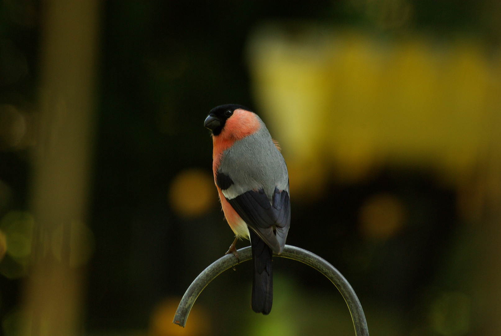 Dompfaff in meinem Garten