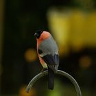 Dompfaff in meinem Garten