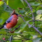 Dompfaff isst Beeren / Bullfinch feasts on berries