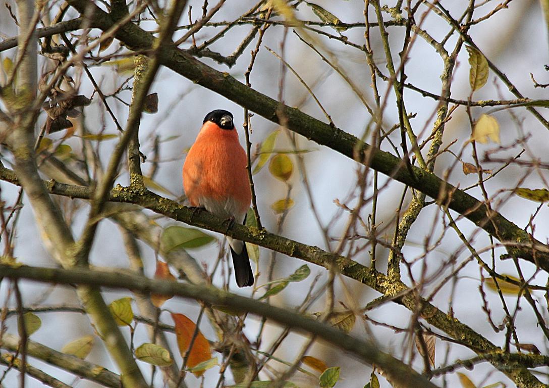 Dompfaff Männchen