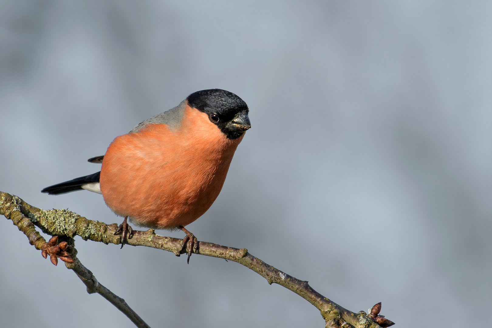 Dompfaff Mannchen Foto Bild Natur Mannchen Tiere Bilder Auf Fotocommunity