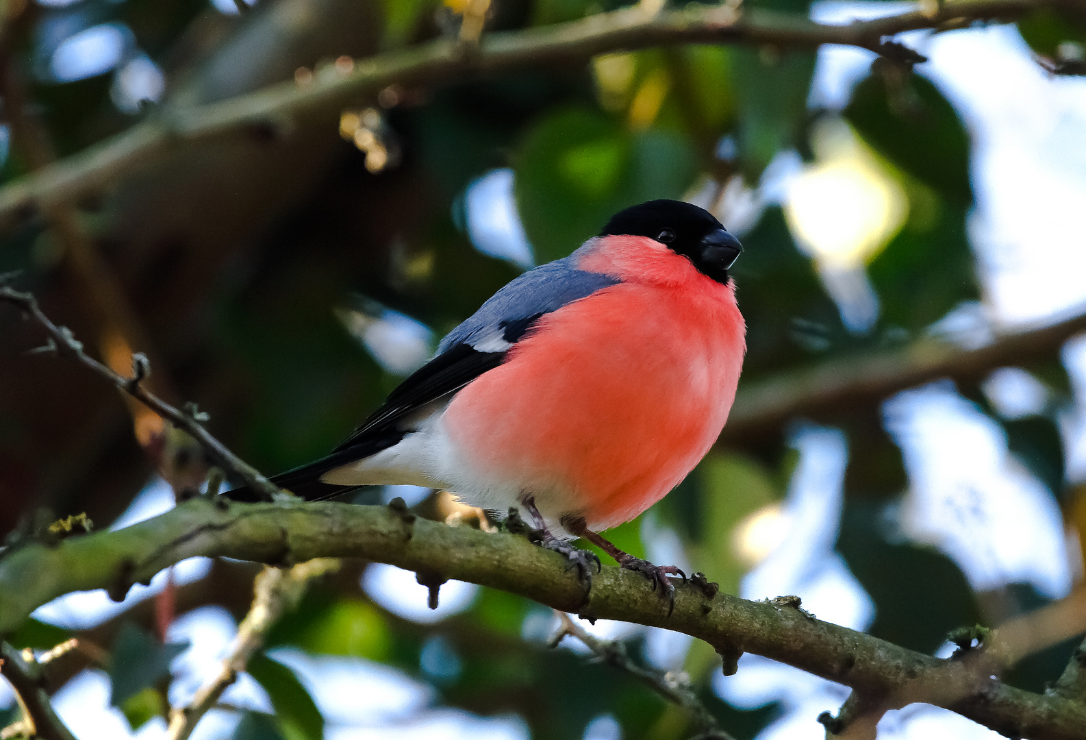 31 Dompfaff Bilder Vogel Ladypoetisa