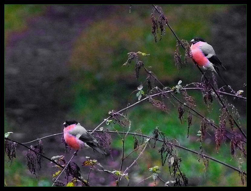 Dompfaff-Männchen..